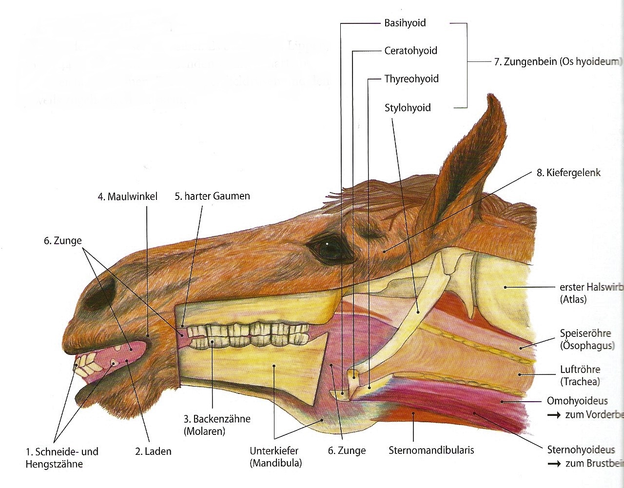 Pferd Kopf Anatomie