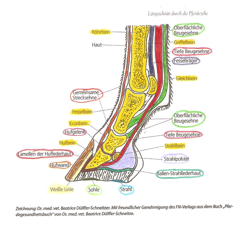 Hinterbein Pferd Anatomie