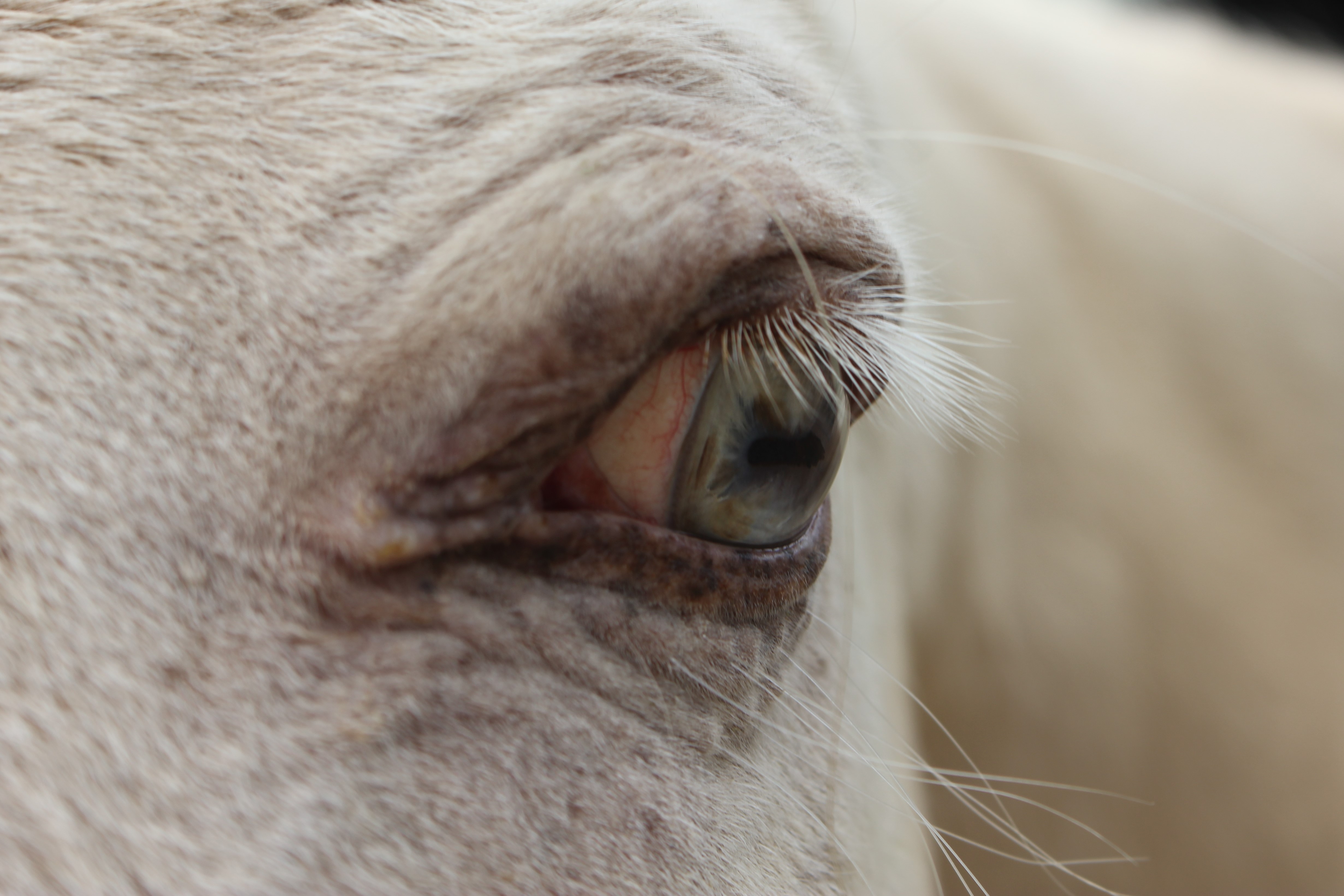Cremello Pferd Mit Blauen Augen